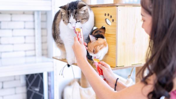 Tag der Katze – Das sind unsere liebsten Haustiere!